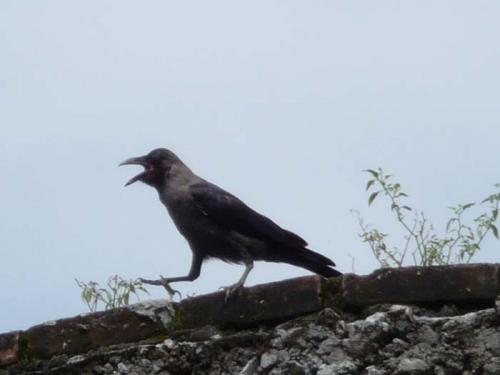 動物の鳴き声１