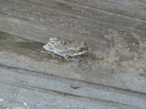 動物の鳴き声２