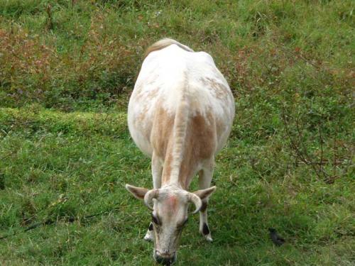 動物の鳴き声４