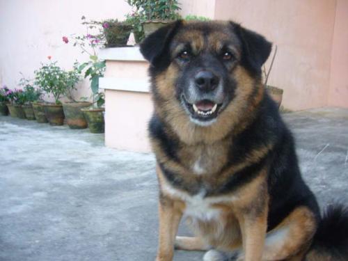 動物の鳴き声５