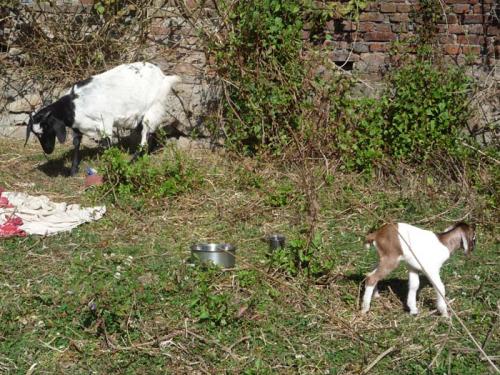 動物の鳴き声６