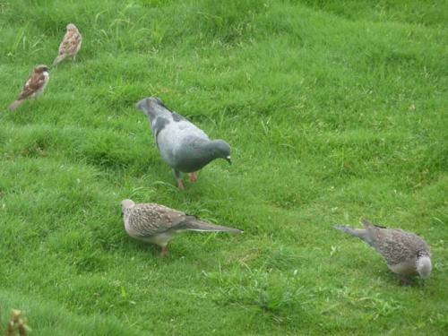 動物の鳴き声８