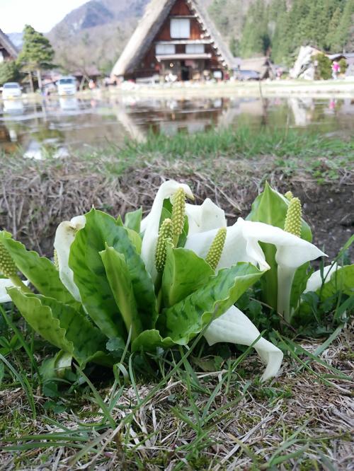 もう一度 お花見を楽しむなら！９