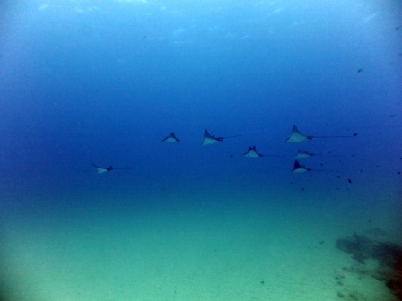 サイパン ダイビング