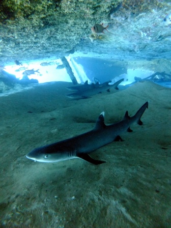 サイパン 体験ダイビング