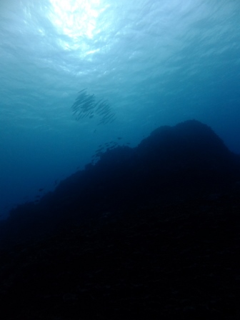 サイパン ダイビング ライセンス