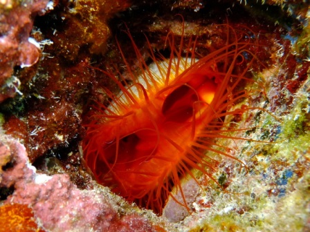 サイパン 体験ダイビング