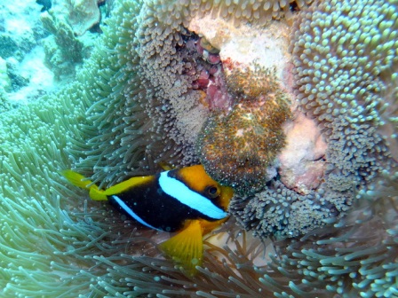 サイパン ダイビングショップ