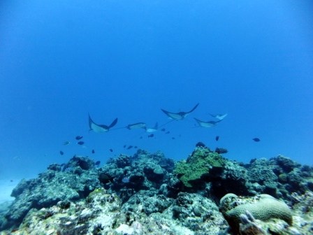 サイパン ダイビング