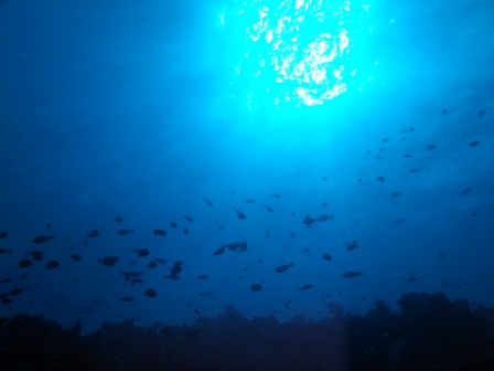 サイパン ダイビング ライセンス