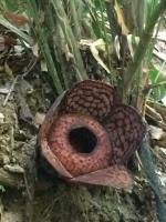 rafflesia