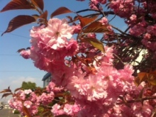 サクラ イメージ