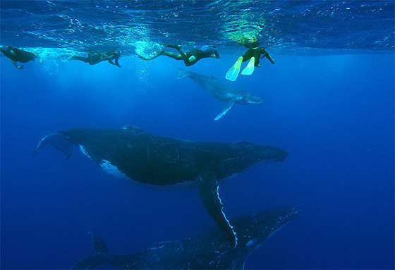 タヒチ クジラと一緒に泳げるルルツ島 いよいよシーズン到来 トーホートラベルさんの旅行ブログ トラベルコ