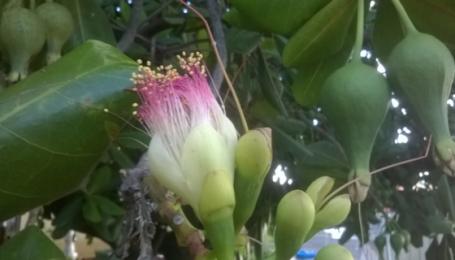 タヒチ発 絶滅危惧種 美しい花には毒が トーホートラベルさんの旅行ブログ トラベルコ