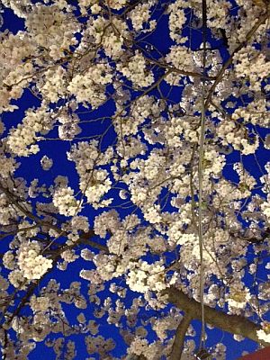 ライトアップ桜