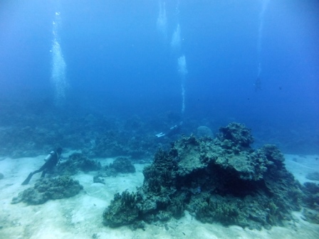 サイパン ダイビング ライセンス