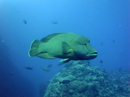 サイパン ダイビングショップ