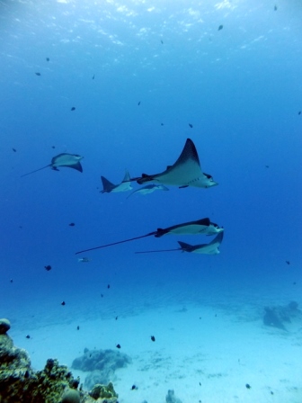 サイパン ダイビング