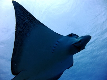 サイパン ダイビング ライセンス