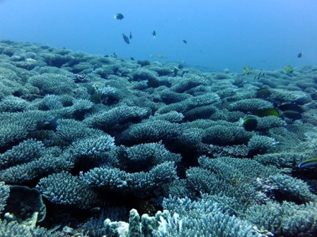 サイパン ダイビング