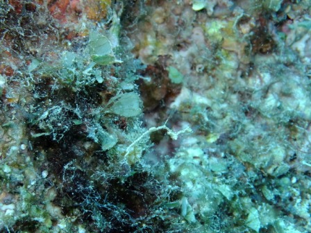 サイパン ダイビング ライセンス