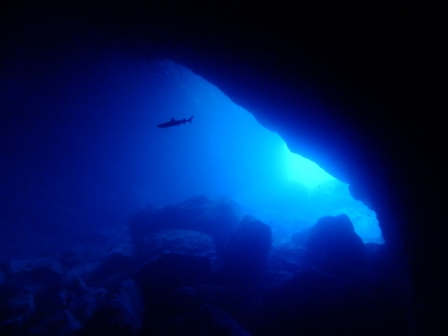 サイパン ダイビング ライセンス