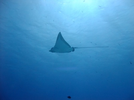 サイパン ダイビング ライセンス