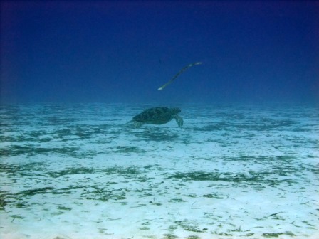 サイパン 体験ダイビング