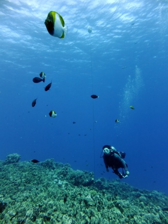 サイパン ダイビング ライセンス