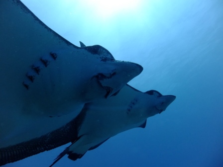 サイパン 体験ダイビング