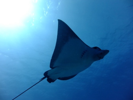 サイパン ダイビングショップ