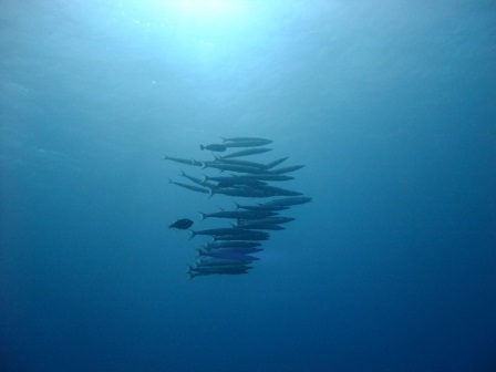 サイパン ダイビングショップ