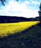 菜の花