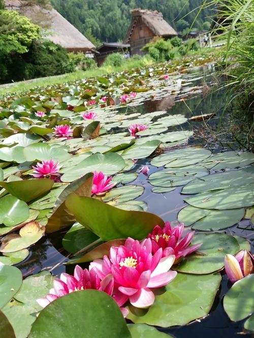白川郷で初夏の旅♪２