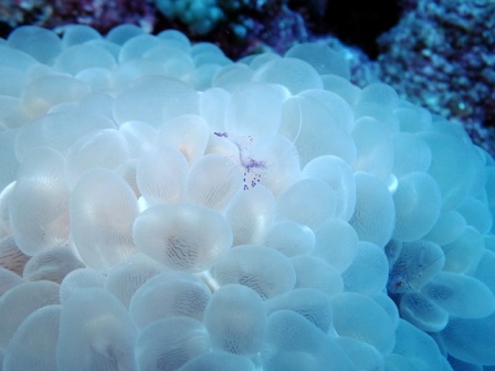 サイパン 体験ダイビング