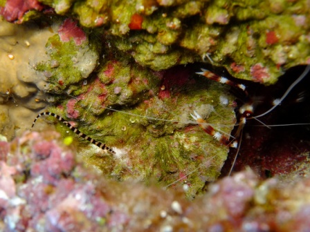 サイパン ダイビングショップ