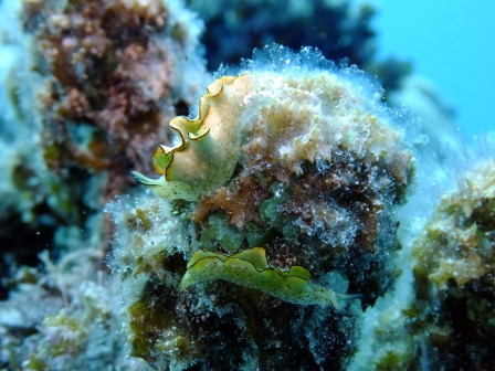 サイパン ダイビング ライセンス