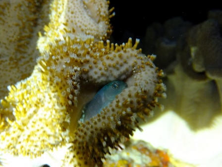 サイパン ダイビングショップ