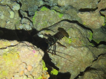 サイパン 体験ダイビング