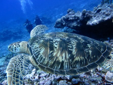 サイパン ダイビングショップ