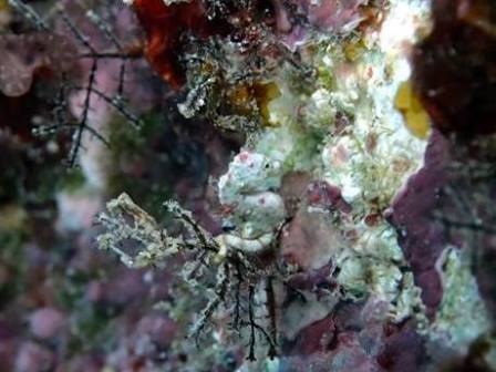 サイパン ダイビング