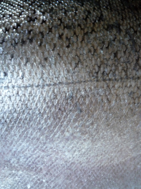 Ｐ７７-１１１Ｆ