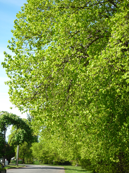 Ｐ７７-０９５Ｆ