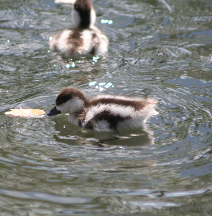 Ｐ７８-０５５Ｆ