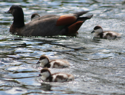 Ｐ７８-０６１Ｆ