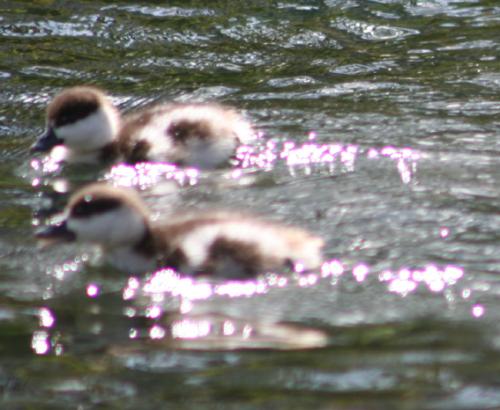 Ｐ７８-０６２Ｆ