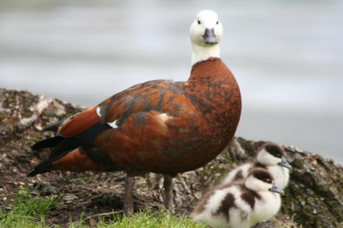 Ｐ７８-０７０Ｆ