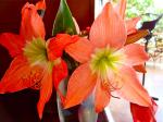 アマリリス10月の花
