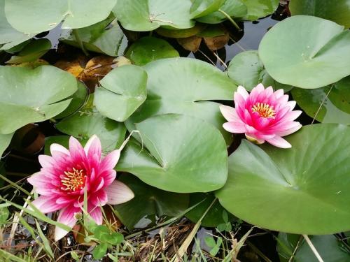 日本を感じるスポット白川郷 ４