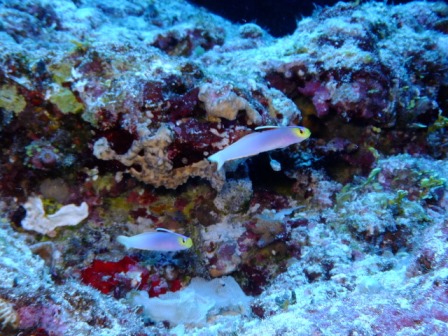 サイパン 体験ダイビング